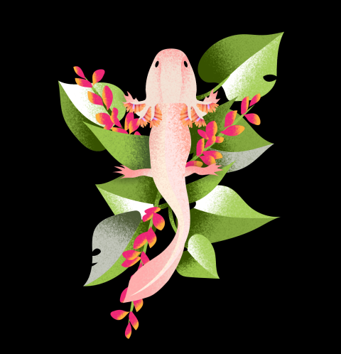 digital illustration of a pink axolotl
